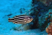 Grammistes-sexlineatus poisson savon a 6 lignes-Safaga Gamul kebir-16m-20171120-Denis-ADER-DSC_3004_tn